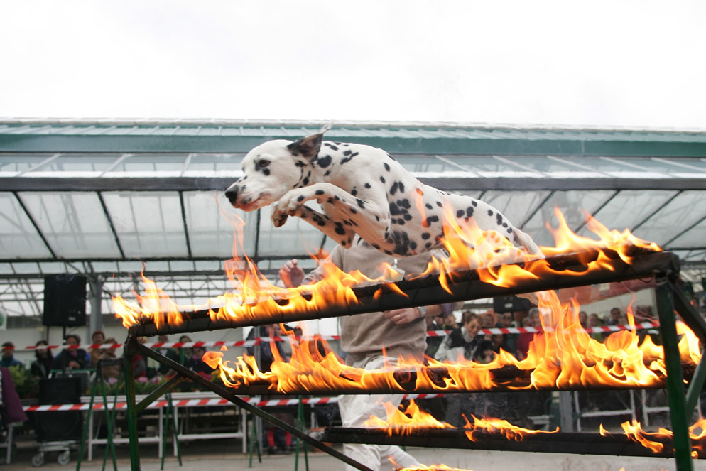 Travail feu